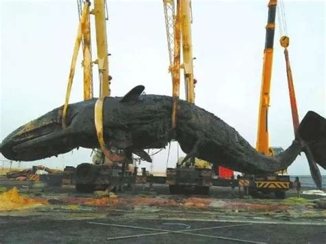 科学家宣布首个已知的虎鲸杀死成年蓝鲸的案例_攻击_鲸鱼_澳大利亚