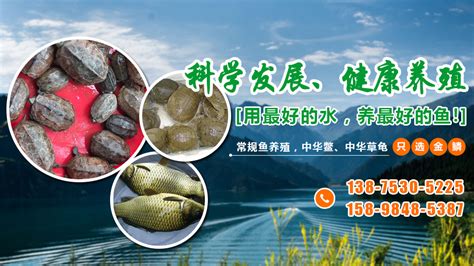 北京淡水鱼、河北淡水鱼、内蒙古淡水鱼供应出售_鲤鱼价格_中国水产养殖网