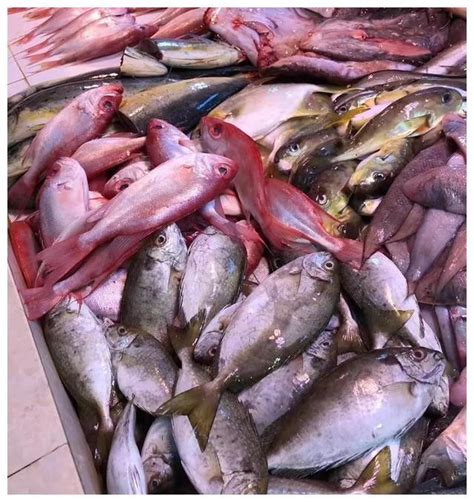 汕尾本港新鲜海鱼,怎么做都好吃的鱼