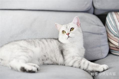 银渐层猫一般市场价多少（纯种银渐层猫多少钱一只）-宠物汇