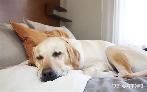 狗狗不同的睡姿，反映出对主人不同的感情，你家是哪种？ - 知乎