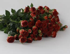 非主流泡泡花头像