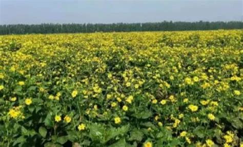 昭苏县天然草地牧草产量与气象因素的关系研究