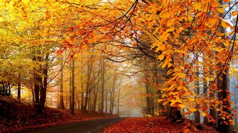 高清晰秋季枫树林路壁纸-欧莱凯设计网