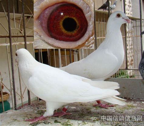 黄眼白鸽-中国信鸽信息网相册
