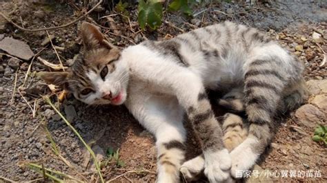 温州小猫走丢2天在上海被收养 猫凭本事上了上海户口厉害啊！_新闻频道_中华网