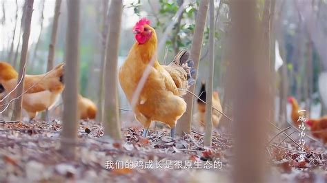 老乡鸡 · 一碗鸡汤_腾讯视频