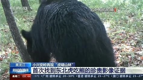 罕见！国内首次发现东北虎吃黑熊影像-直播吧