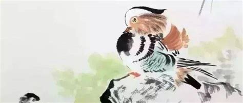 轻羽霓裳|名不符实的“爱情鸟”——鸳鸯-华中农业大学博物馆