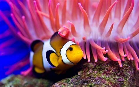 海底的海葵是什么样的 小丑鱼和海葵图片欣赏→MAIGOO图库