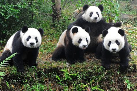 中国国宝大熊猫高清图片下载-正版图片501653855-摄图网