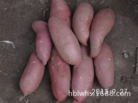 香甜红薯批发 地瓜坊 红薯 高山红心地瓜 河北农产品红薯-阿里巴巴