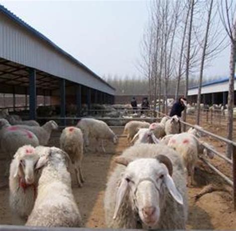 中国十大羊品种,最大800斤的羊,中吃的五大羊_大山谷图库