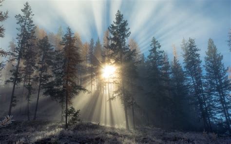 绿色植物环境森林树林大树清新自然仰拍太阳照耀阳光背景图片免费下载 - 觅知网