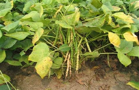 绿豆应该在几月份种植，有哪些实用的种植技术 - 农敢网