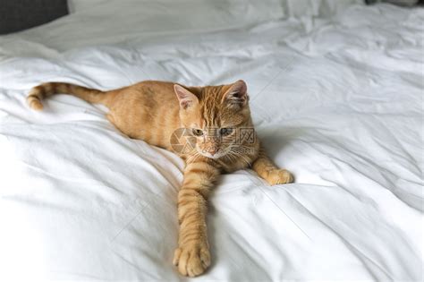 橘猫是什么品种 橘色的猫都可以叫橘猫 - 神奇评测