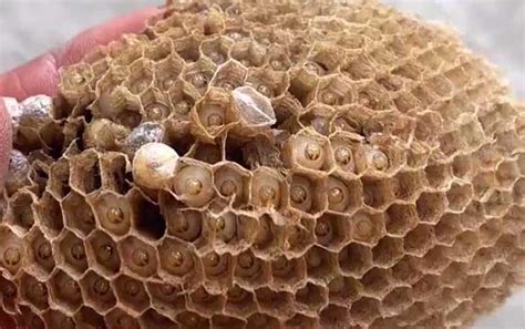 马蜂窝和蜜蜂窝如何辨别