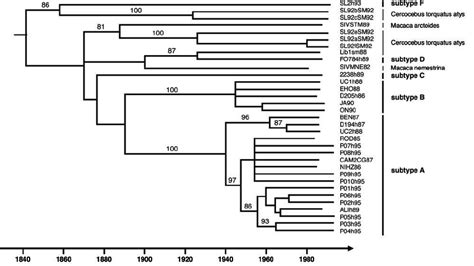 Timescale for the SIV SM ͞ HIV-2 lineage. HIV-2 subtypes and sooty ...