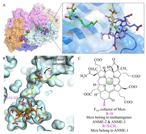 Topic 2.5 Enzymes 酶 - 知乎