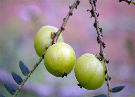 油甘果哪里产的最好-养花技巧-长景园林网