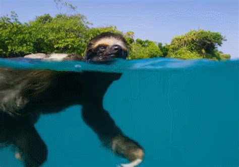 水猴子图片-水猴子素材免费下载-包图网