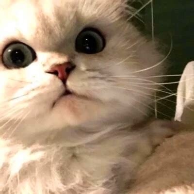 一猫一狗情侣头像非主流