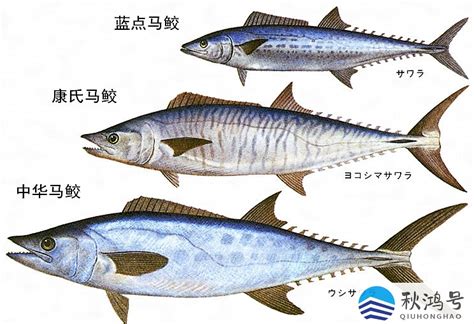 【图】鲅鱼和沙丁鱼的区别 - 装修保障网