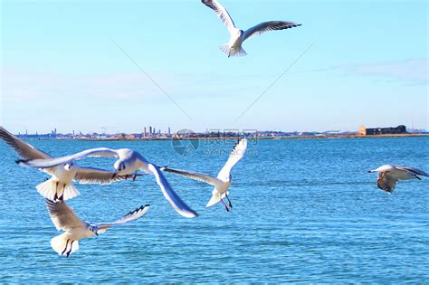 海上自由飞翔的鸟儿高清图片下载-正版图片500526107-摄图网