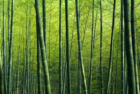 【探索】竹林景观如何打造？来看看共青如何做→_澎湃号·政务_澎湃新闻-The Paper