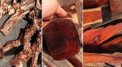 世界名贵木材排名，看看里面有没有你最喜欢的？ - 知乎