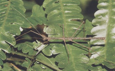 竹节虫科-世界昆虫410科野外-图片