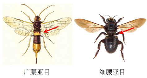 马蜂种类名称及图片大全 - 胡蜂 - 酷蜜蜂