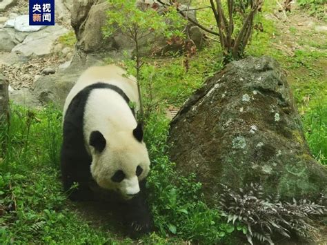 大熊猫福宝在韩国哪个动物园 大熊猫福宝回国后去哪 - kin热点