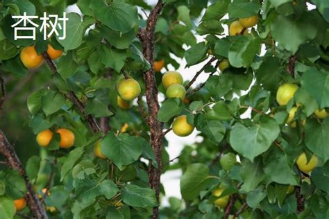 成熟的杏树上生长在反对天空的树杏子杏高清图片下载-正版图片503342622-摄图网