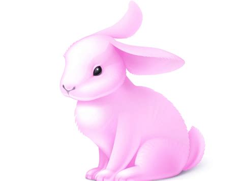 生肖兔年份年龄表 属兔子的出生年份 - 万年历