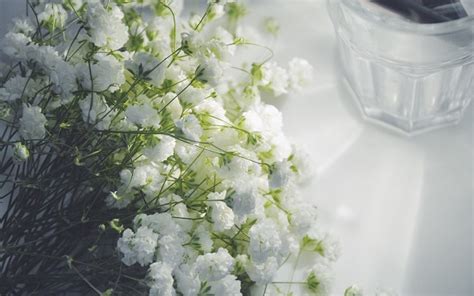 白色满天星的花语是什么都有什么寓意-绿宝园林网