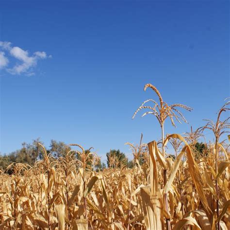 秋天的玉米,其它,农林渔牧,摄影,汇图网www.huitu.com