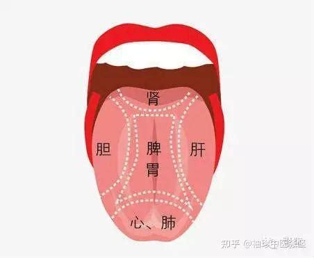 舌头结构图图片