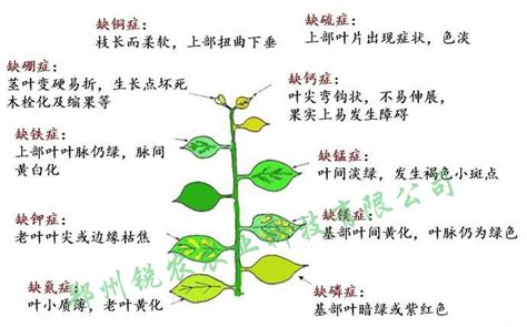 钾肥对植物的作用图片