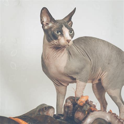 斯芬克斯猫(Sphynx)又称加拿大无毛猫体图片