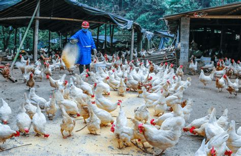 印江红木村自动化蛋鸡代养场实现连续三年分红 - 印江网