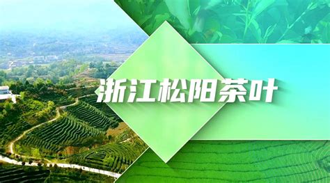 松阳县茶叶产业农合联 - 审稿 - 丽水在线-丽水本地视频新闻综合门户网站