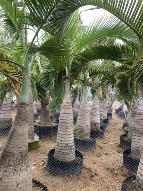 酒瓶椰子树哪里有卖 福建酒瓶椰子树种植基地 - 花木网