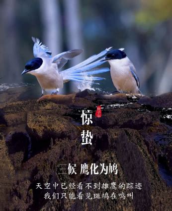 鸠羽图片