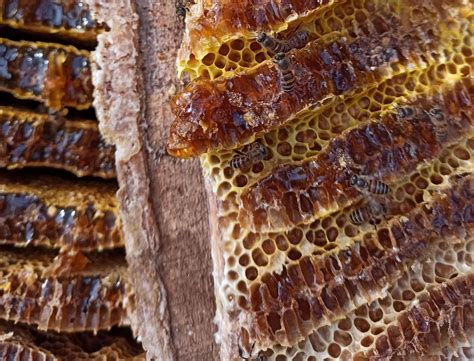 真正的土蜂蜜的价格到底应该是多少钱？ - 知乎