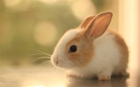 女孩的名字属兔 女宝宝属兔的名字最适合的 - 起名网