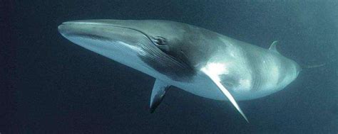 鲸鱼是胎生还是卵生（鲸鱼为何没进化出水里呼吸的能力）-大盘站 - 大盘站