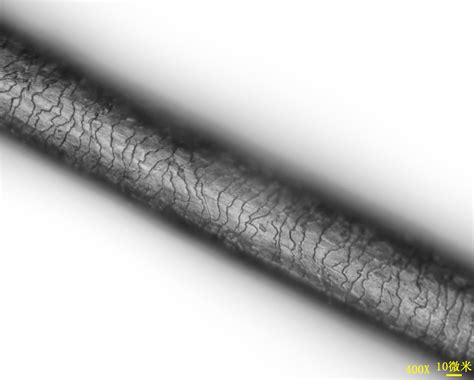 1根头发有6万纳米那么粗！看看显微摄影下的纳米结构 - 知乎
