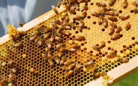 蜜蜂的品质 - 阅品美食