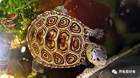有哪些龟越长越漂亮，特别是成年后，除了草龟？ - 知乎